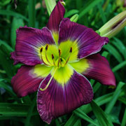 Power Stone Daylily